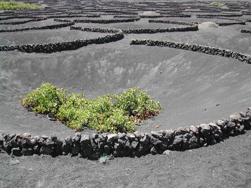 Terreno de picón volcánico con vides de La Geria, Lanzarote